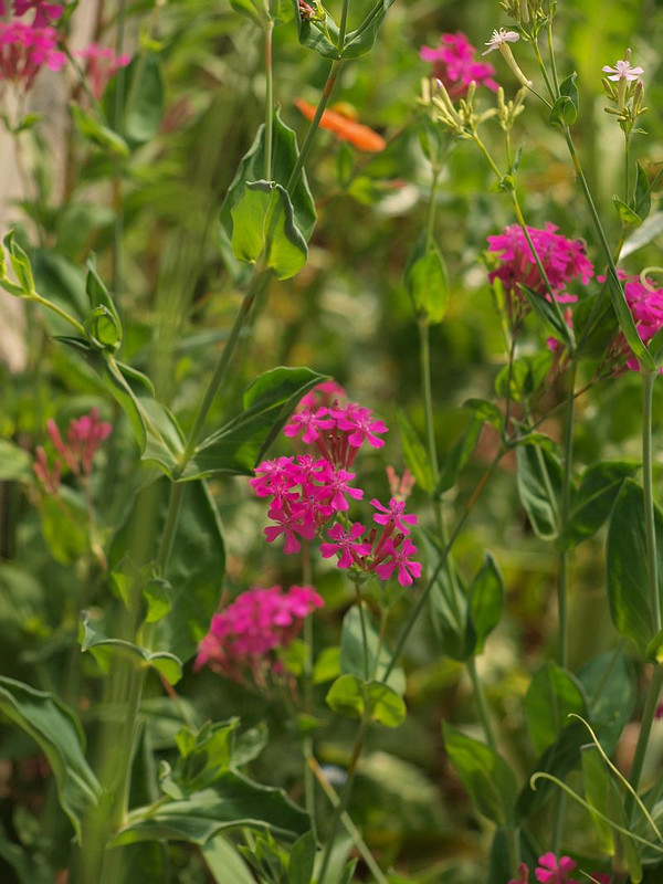 P5090176
