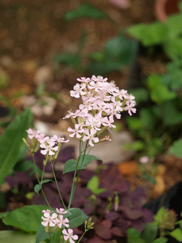 P5120906