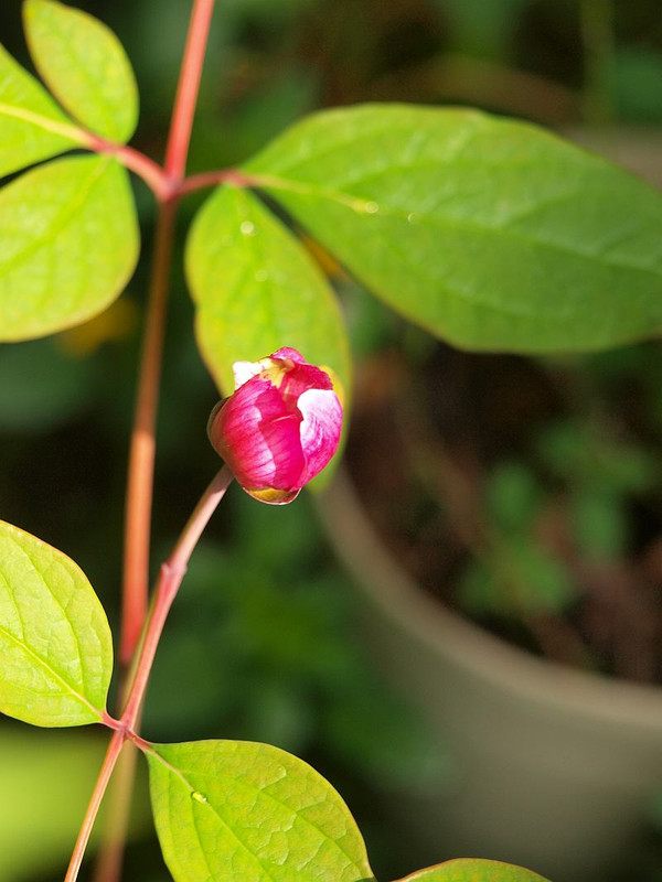 P5130976