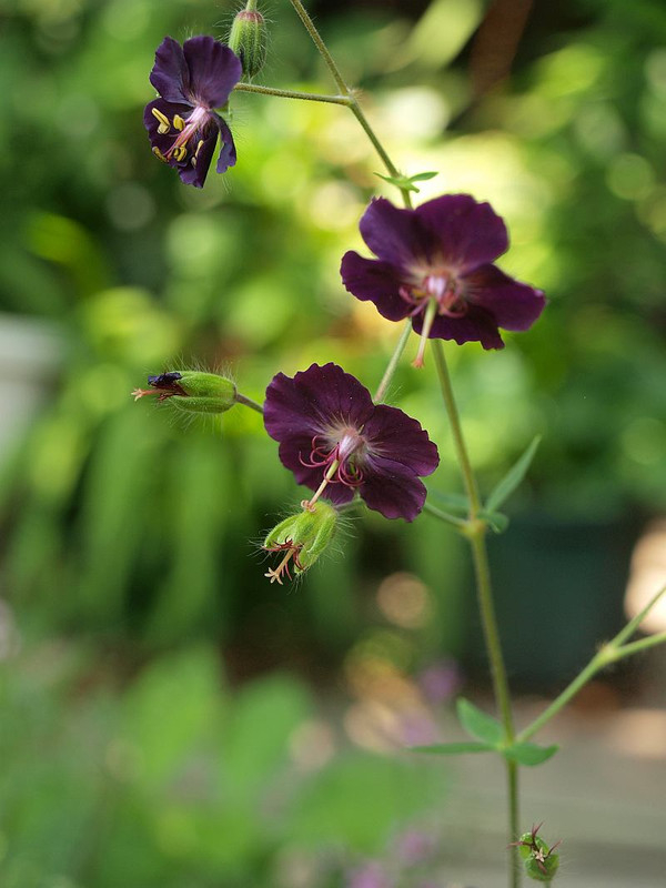 P5131059