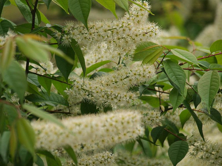 40 山採り　ウワミズザクラ 山好き、花好き : ウワミズザクラ