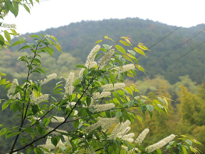 山好き、花好き : 4月末に見た樹木の花(白花多し）ウワミズザクラ等と