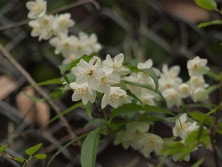 山好き、花好き : 4月末に見た樹木の花(白花多し）ウワミズザクラ等と