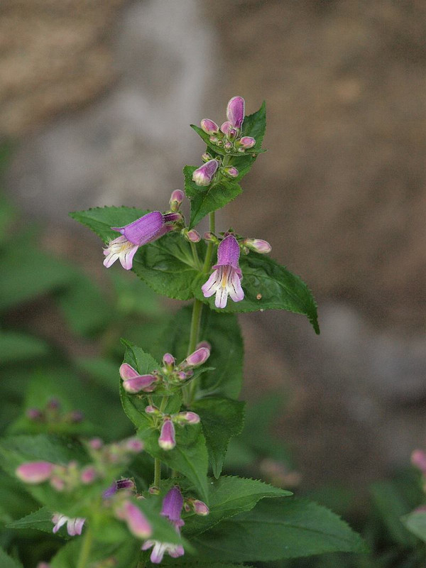 P5171255