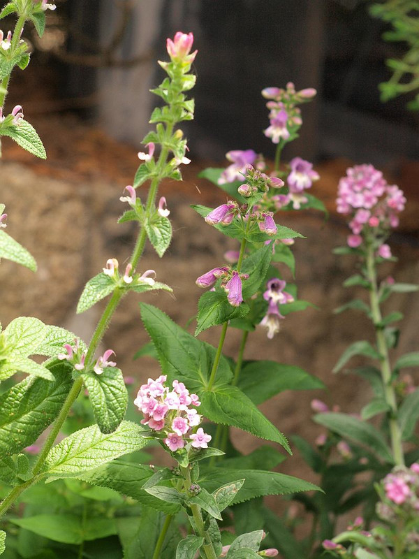 P5192286
