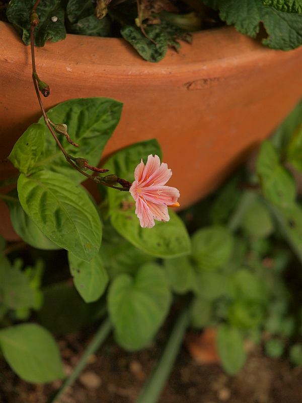P5202357