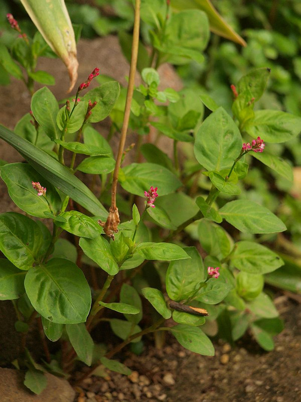 P5202358