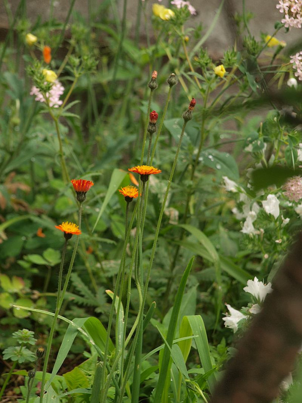 P5212375