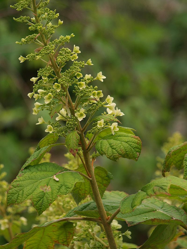 P5212379