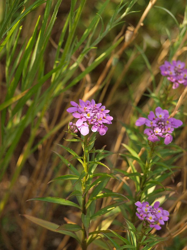 P5222426