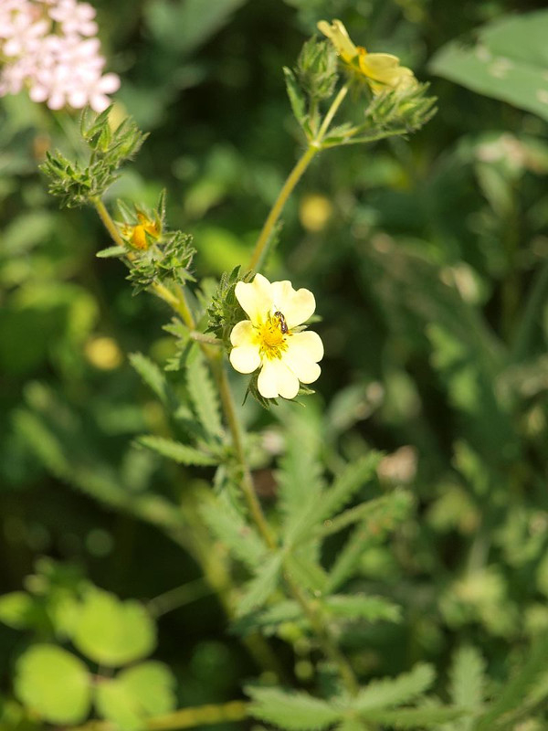 P5222447