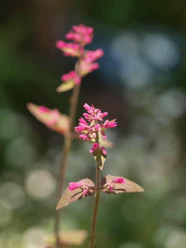 P5232464