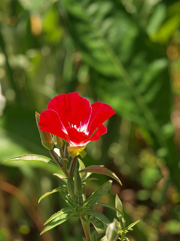 P5232486