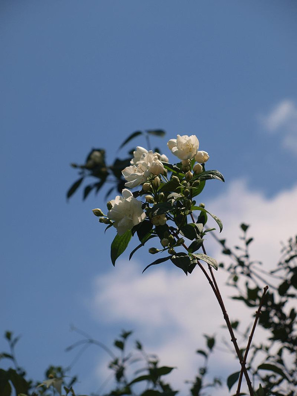 P5232496_4