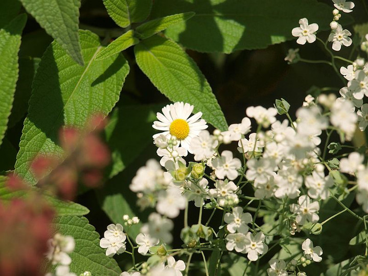 P5232497