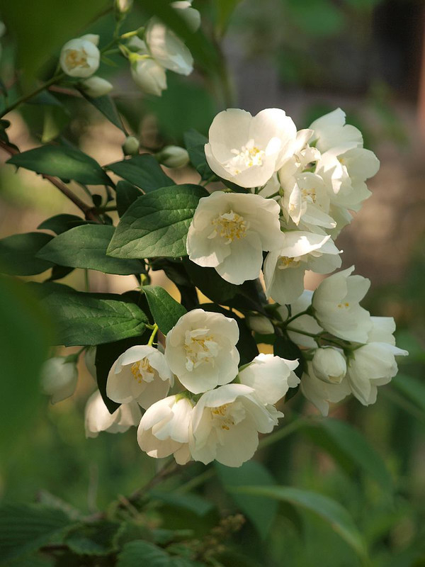 P5253134