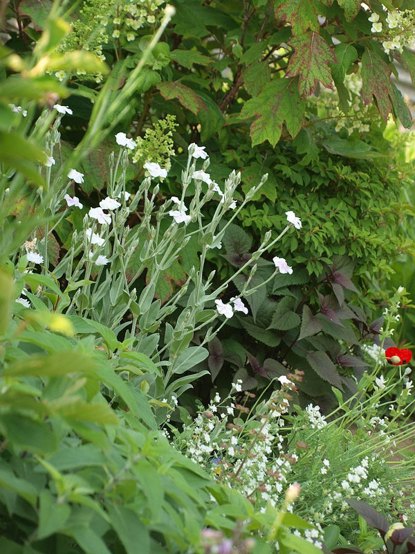 P5253138