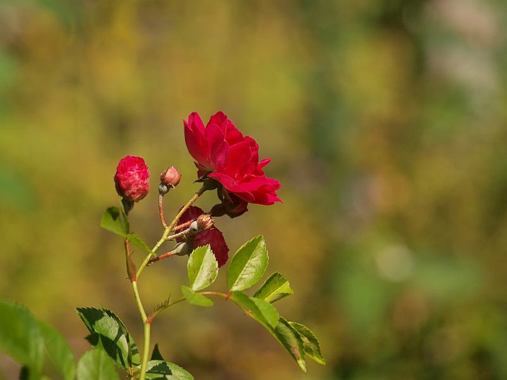 P5253139