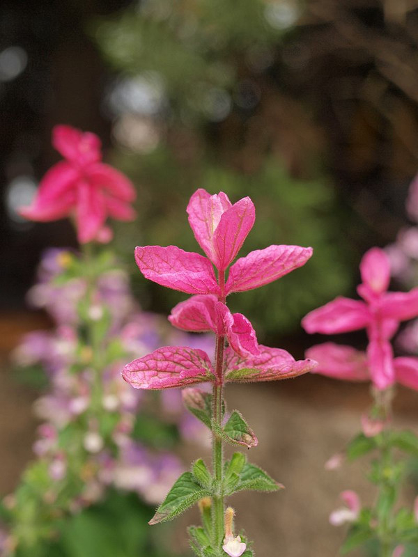 P5263154
