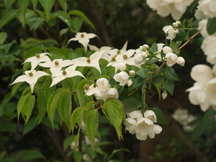 P5273217