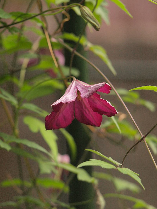 P5273227