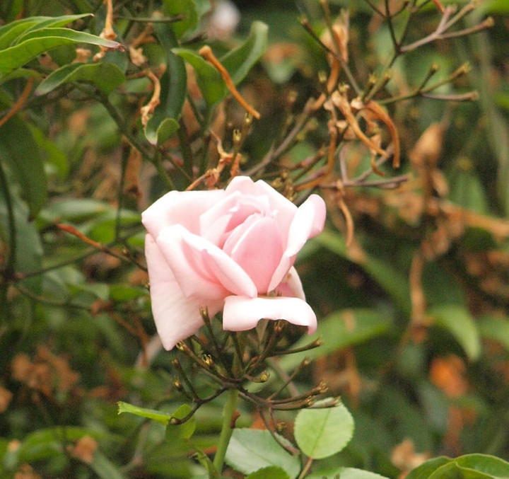 P5273228