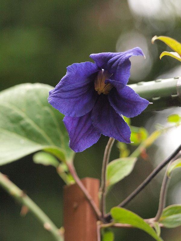 P5273229