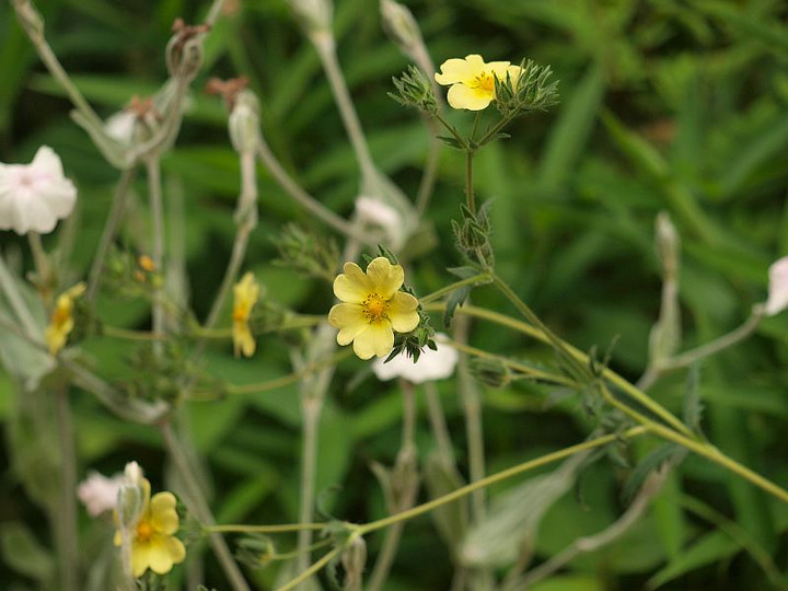 P5273230