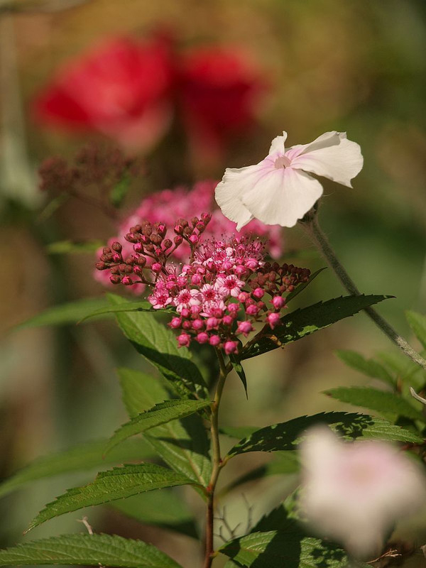 P5283256