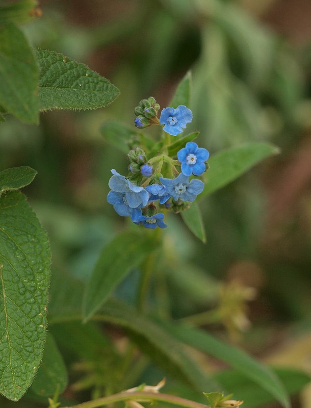 P5283279