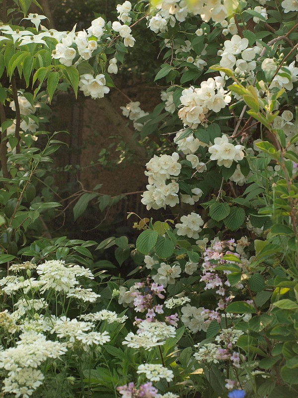P5293287