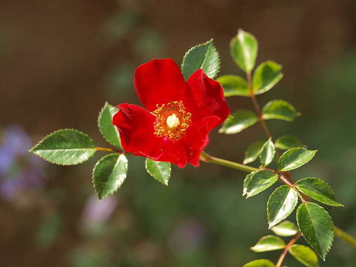 P5303332