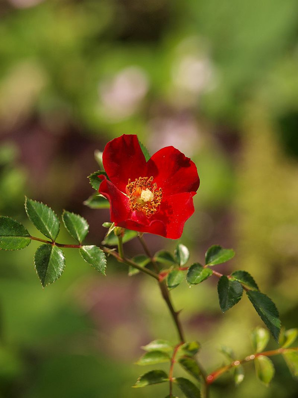 P5303333
