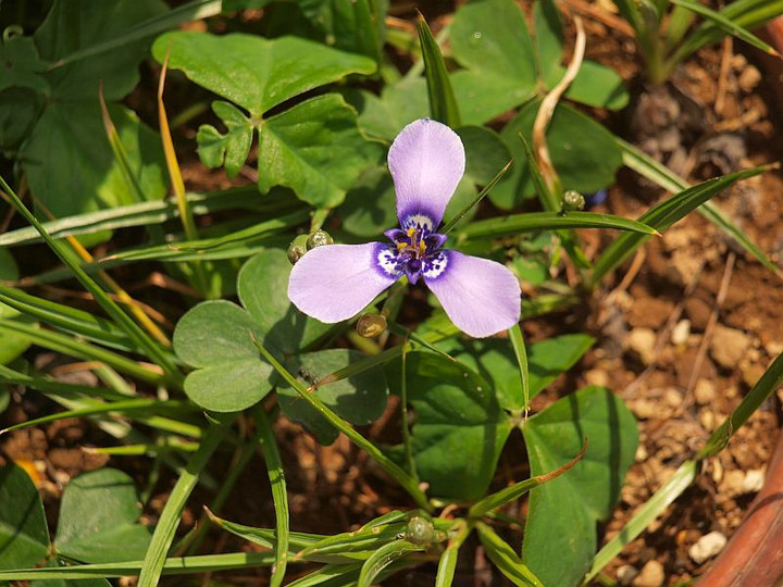 P5303344