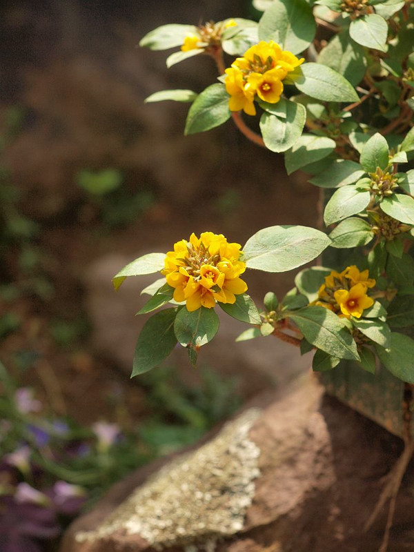 P5303346
