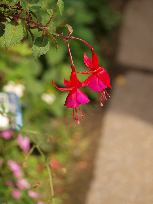 P5303356