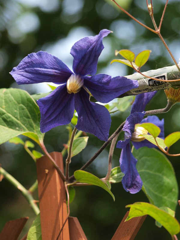 P5303358