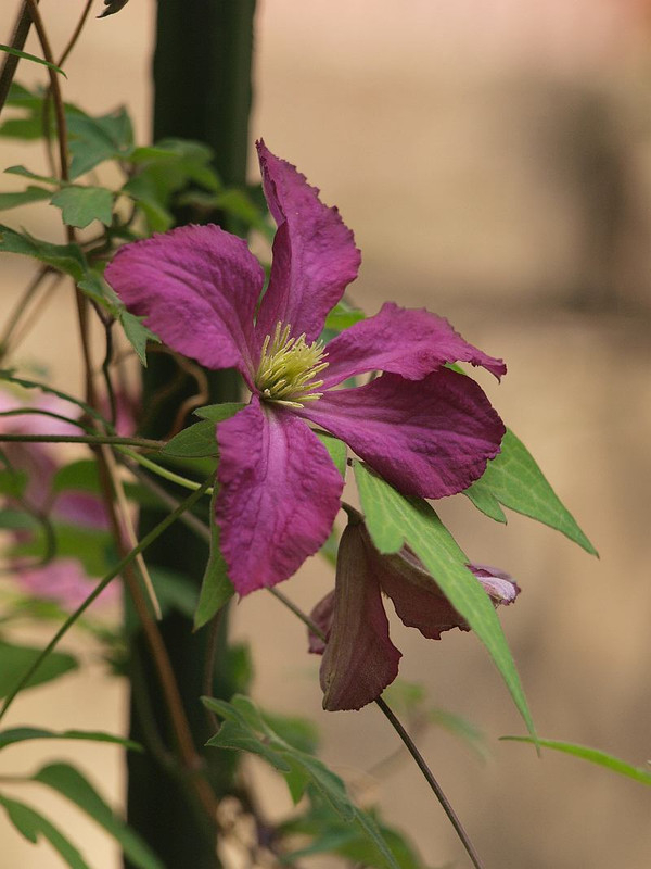 P5303360