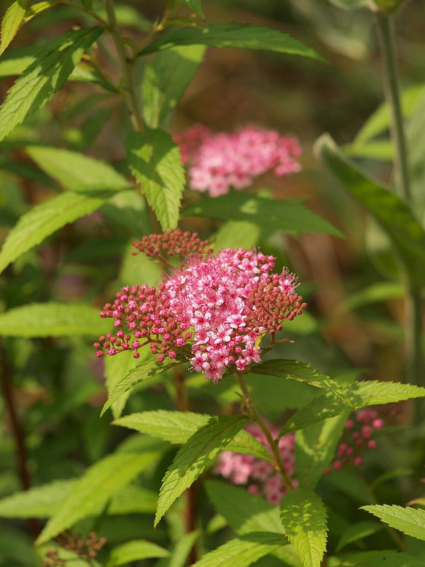 P5303363