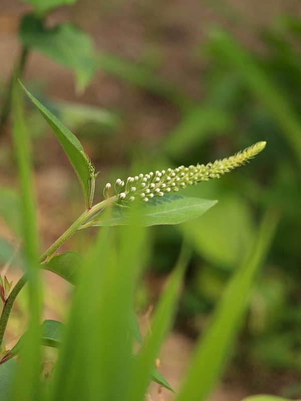 P5303368