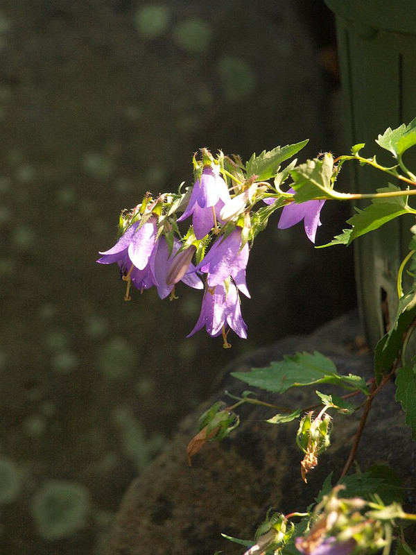 P5313369