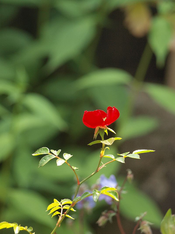 P5313370