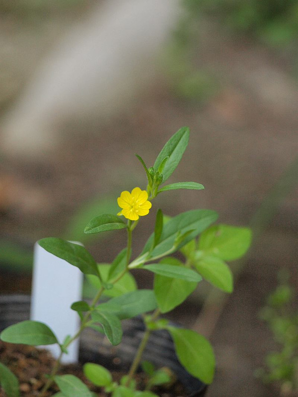 P5313377