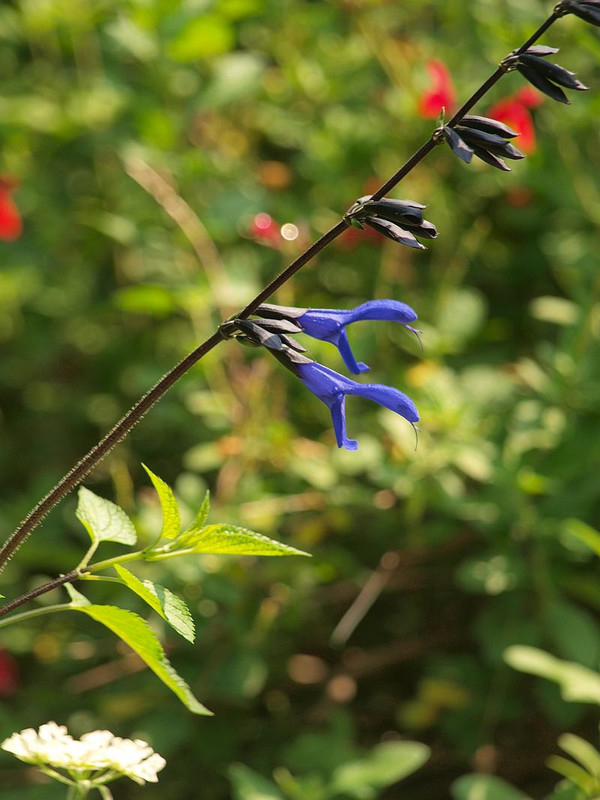 P5313379