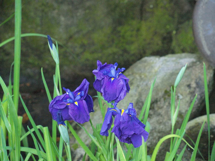 P6074029