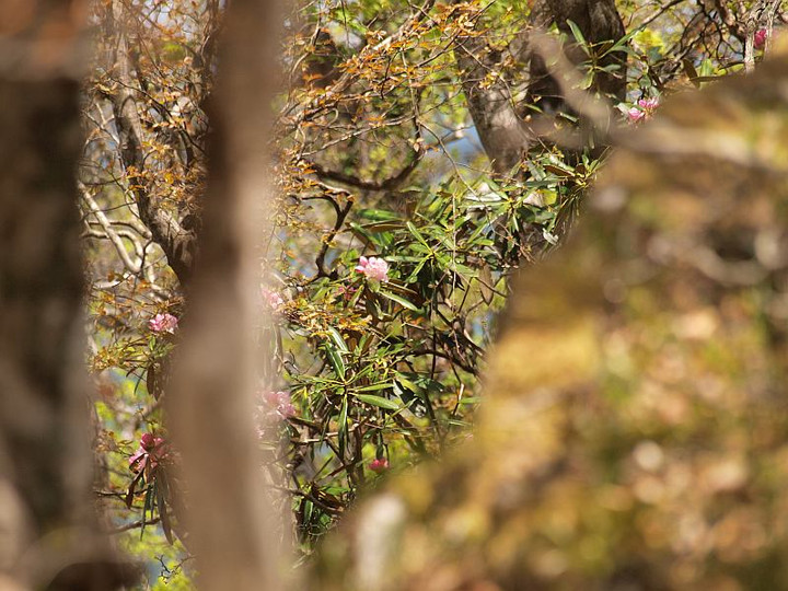 P5242758ohiruno_syakunage