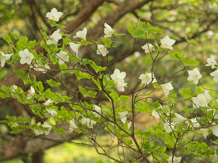 P5242806goyoututuji_1