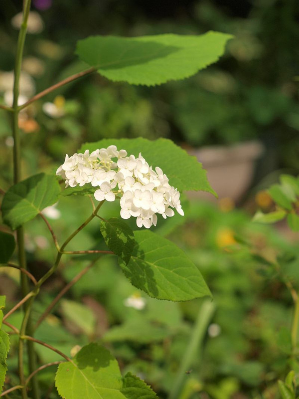 P6084042