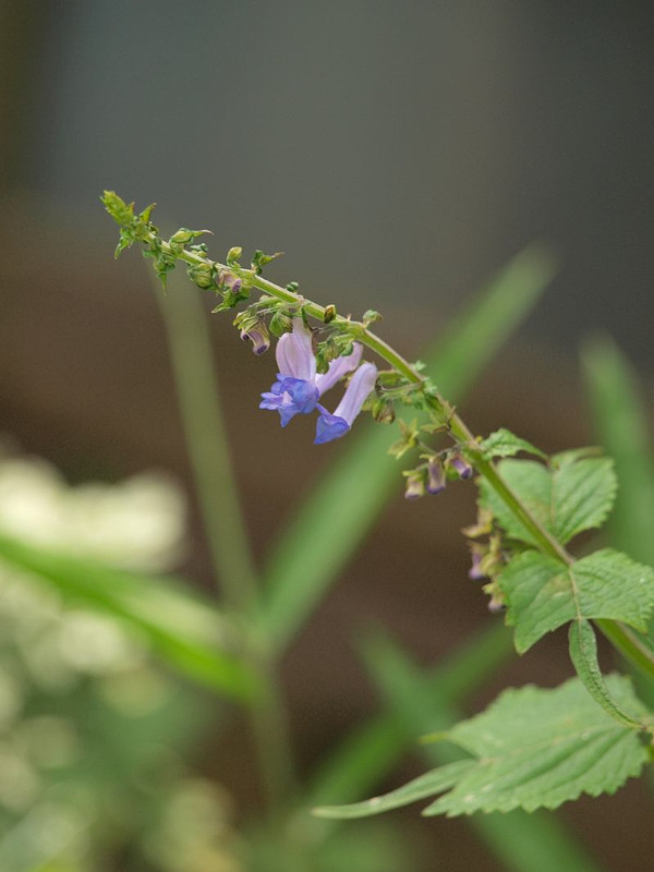 P6084043