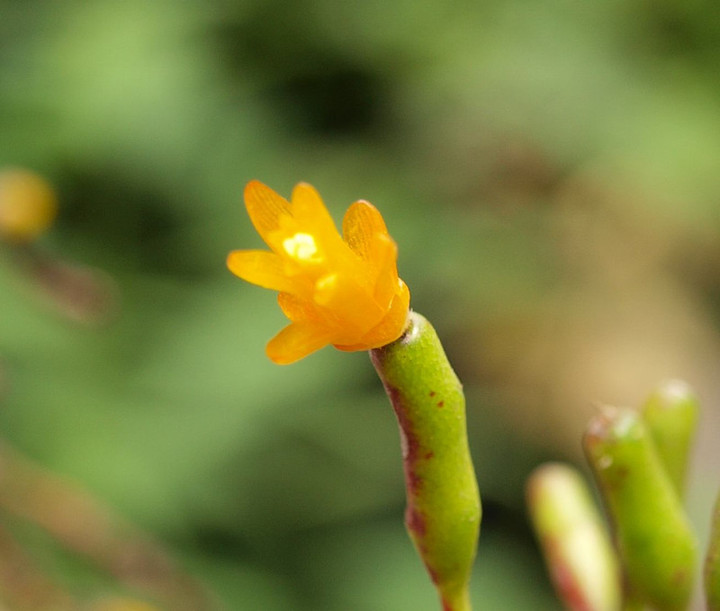 P6084069hatiora